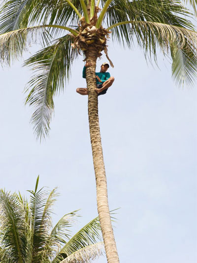 Harvest of coconut by a man La Maison du coco Home page